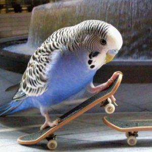 Meet your Posher, Grady